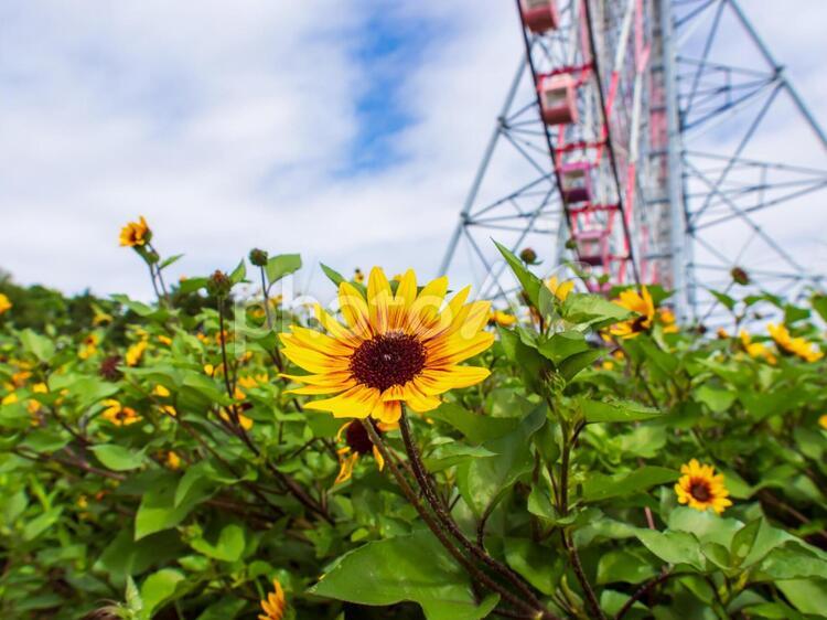 観覧車とひまわり　葛西臨海公園 ひまわり,花,観覧車の写真素材