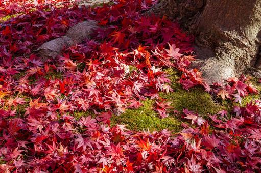 秋の香林寺⑶ 寺,香林寺,紅葉の写真素材