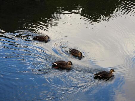 ４羽のカルガモ カルガモ,鳥,鳥類の写真素材