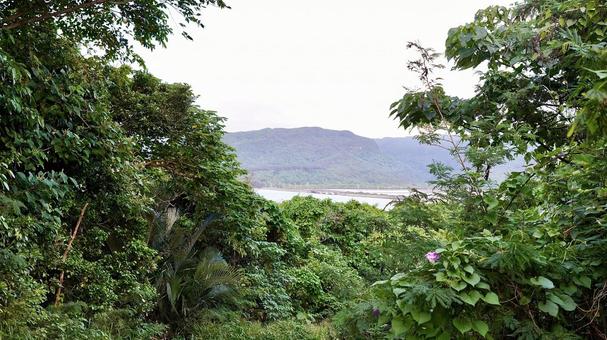 沖縄県西表島にある奥に見える船浦湾干潟 沖縄県西表島にある奥に見える船浦湾干潟 干潟,船浦湾,海の写真素材