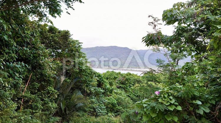 沖縄県西表島にある奥に見える船浦湾干潟 干潟,船浦湾,海の写真素材