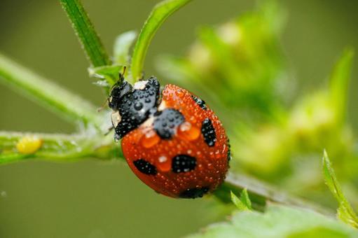 雨に濡れたテントウムシ 雨に濡れたテントウムシ 昆虫,てんとう虫,虫の写真素材