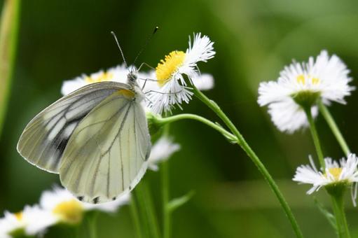 Cabbage white butterfly and butterflies, JPG Cabbage white butterfly and butterflies, JPG