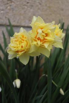 スイセンの写真