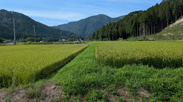 のどかな田園風景 のどかな田園風景 のどか,田園,田園風景の写真素材