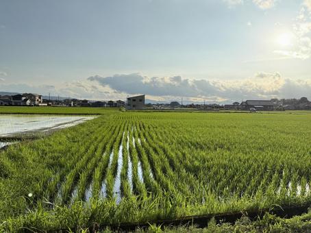 田んぼの風景 田んぼの風景の写真