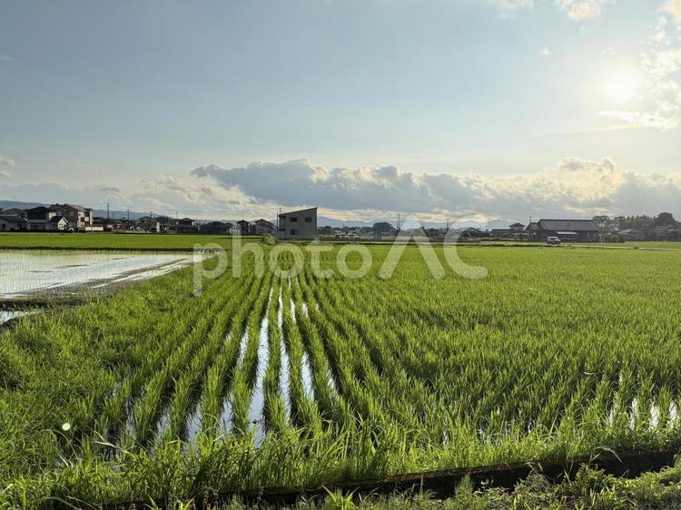 田んぼの風景 田んぼ,稲,イネの写真素材