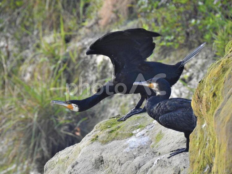 二羽のカワウ カワウ,鳥,野鳥の写真素材