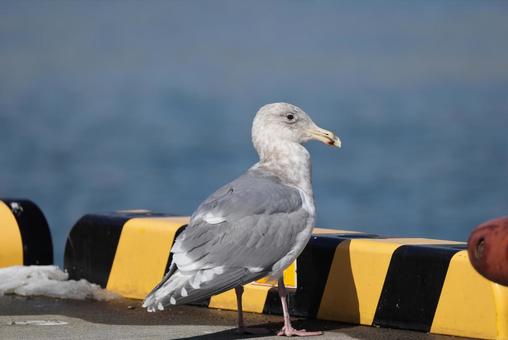 ワシカモメ ワシカモメ ワシカモメ,野鳥,冬鳥の写真素材