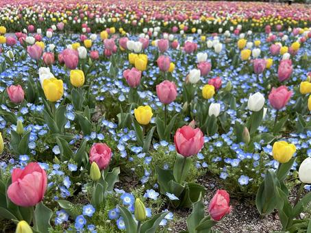 チューリップとネモフィラ チューリップとネモフィラ 花,春,フラワーの写真素材