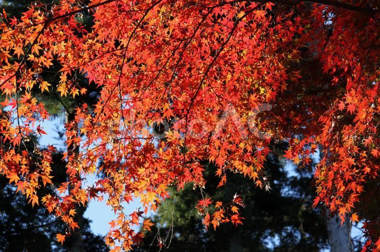 美しい京都の秋、紅葉の風景 紅葉,紅葉狩り,モミジの写真素材