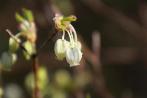 晴れの日に咲く満開のドウダンツツジ ドウダンツツジ,灯台躑躅,満天星の写真素材
