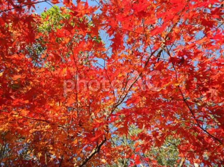 もみじ　紅葉　モミジ　カエデ　かえで　楓 かえで,しょくぶつ,モミジの写真素材