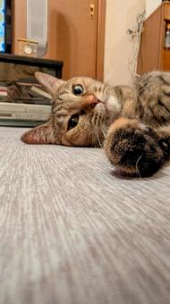 Living with a cat, JPG Living with a cat, JPG