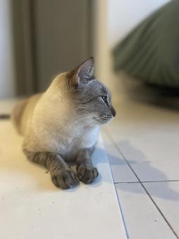 横を向く猫 横を向く猫 ねこ,可愛い,眠たいの写真素材