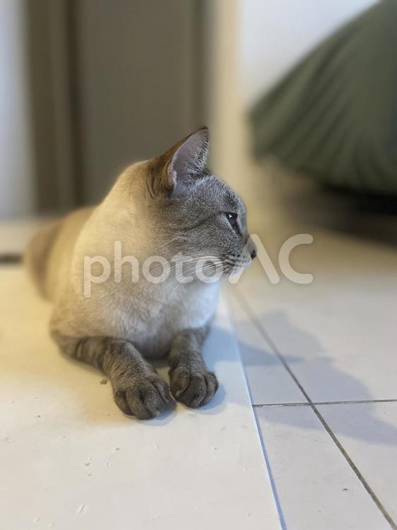 横を向く猫 ねこ,可愛い,眠たいの写真素材