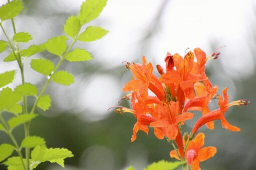 Hymenouzenkazura, flower, orange, chinese trumpet creeper (campsis grandiflora), JPG