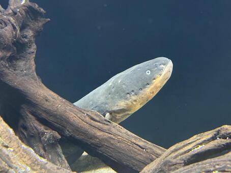 水槽の中の流木から顔を出すデンキウナギ デンキウナギ,電気ウナギ,ウナギの写真素材