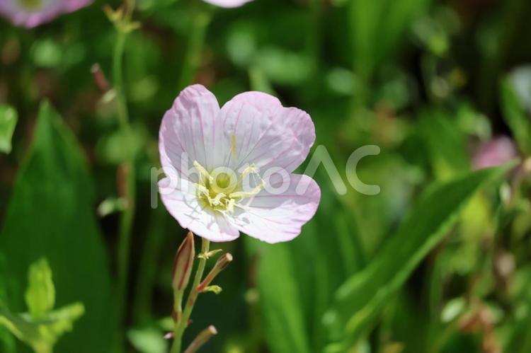 ヒルザキモモイロツキミソウの花のアップ ヒルザキモモイロツキミソウ,花,アップの写真素材
