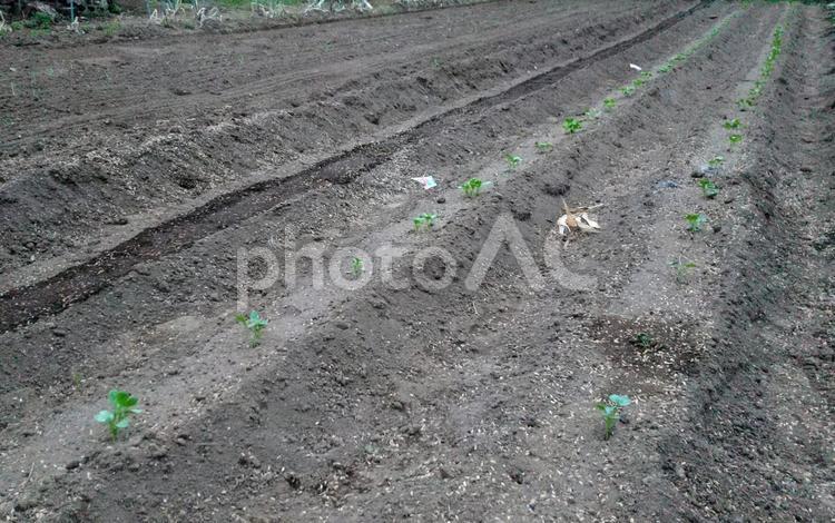 植えたての畑② 畑,野菜畑,土の写真素材