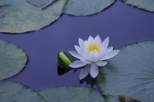 Water lily, JPG