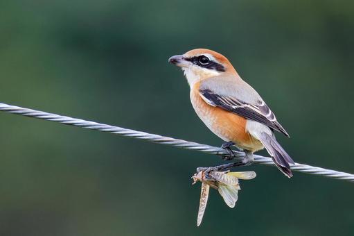 バッタを掴んで電線に留まるモズの雄 モズ,鵙,百舌鳥の写真素材
