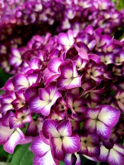 紫の紫陽花の写真