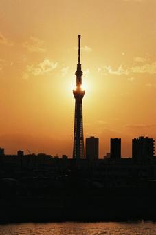 夕方の写真(スカイツリー) 夕方の写真(スカイツリー) 夕方,スカイツリー,東京スカイツリーの写真素材
