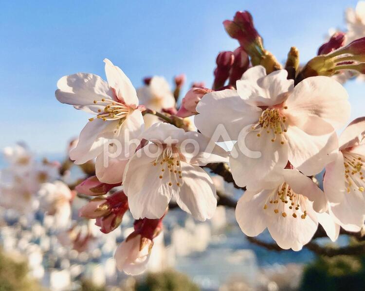 桜と広島の街 自然,花,葉の写真素材