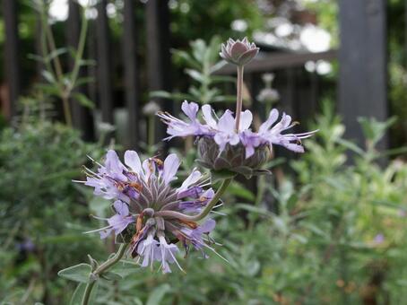 セージ　咲く風景 セージ,芳香,合弁花の写真素材