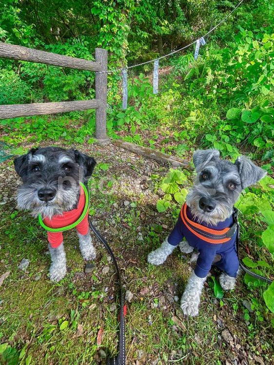 森林浴をするワンコ 犬,シュナウザー,ミニチュアシュナの写真素材