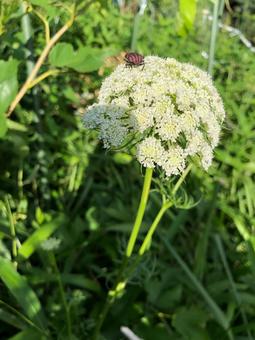 ニンジンの花 ニンジンの花の写真