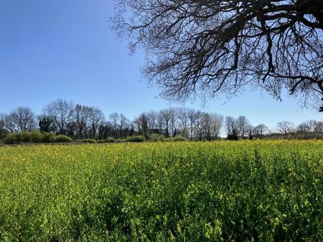 菜の花畑 春,菜の花,外国の写真素材