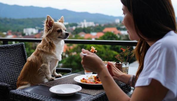 ランチ中の飼い主におねだりするチワワ ランチ中の飼い主におねだりするチワワの写真
