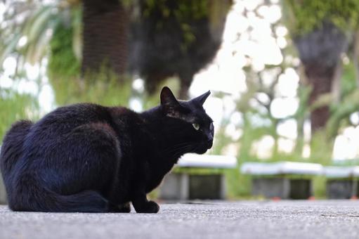 香箱座りする黒猫 香箱座りする黒猫の写真