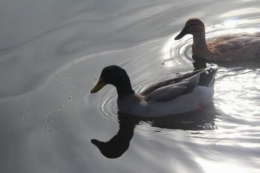 水鳥 水鳥の写真