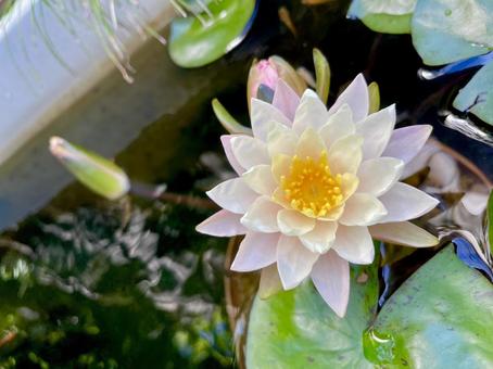 睡蓮 睡蓮 自然,睡蓮,メダカの写真素材