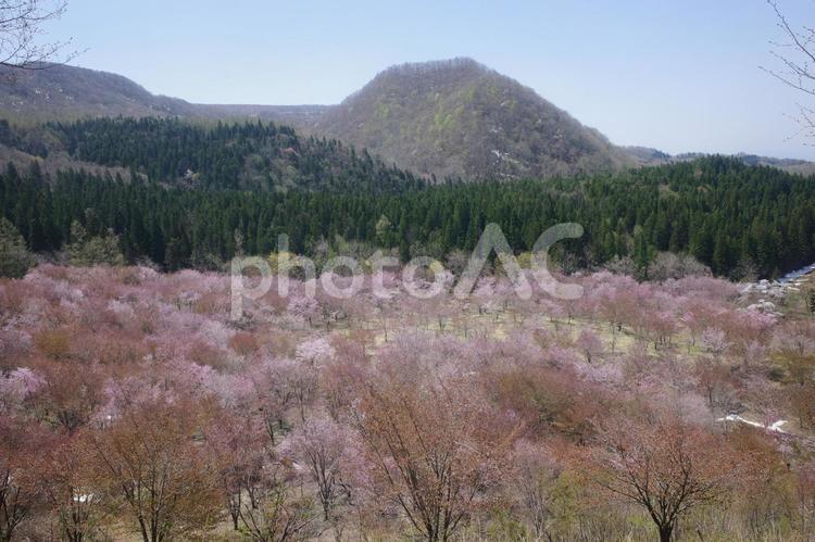 散り際の桜峠 自然,木,風景の写真素材