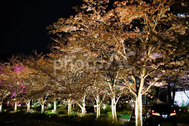 ライトアップされた夜桜 桜,さくら,サクラの写真素材