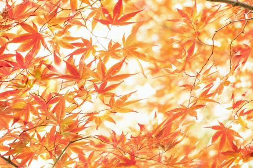 Red autumn leaves and sunlight filtering through the trees, JPG