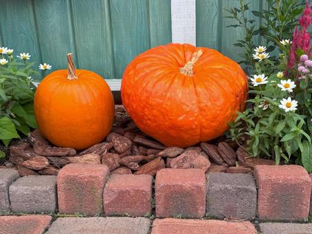 ハロウィンパンプキン ハロウィンパンプキンの写真