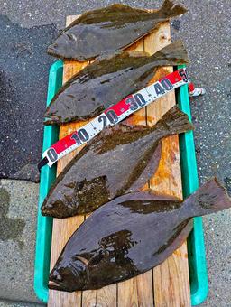 秋から冬の味覚 釣り上げられたヒラメ 秋から冬の味覚 釣り上げられたヒラメ 秋の味覚,冬の味覚,魚の写真素材