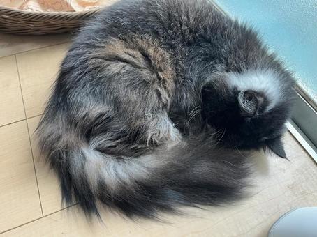 おやすみ 猫,ネコ,長毛の写真素材