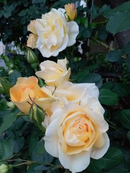 優しい黄色の薔薇 優しい黄色の薔薇の写真