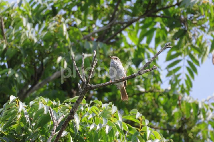 木の上のウグイス 鳥類,動物,生き物の写真素材