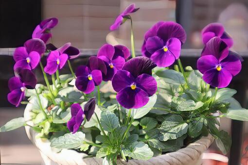 タフテッドパンジー ビオラ,花,flowerの写真素材