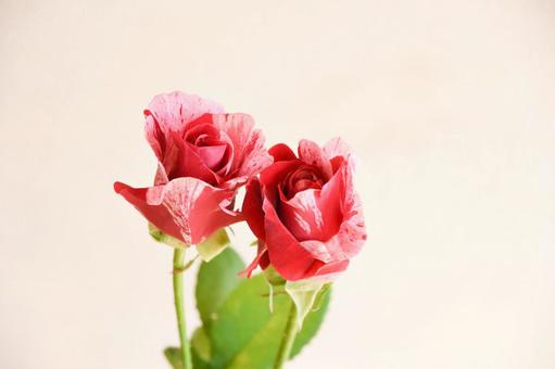 絞り柄のばら 絞り柄のばら 絞り,赤,ピンクの写真素材