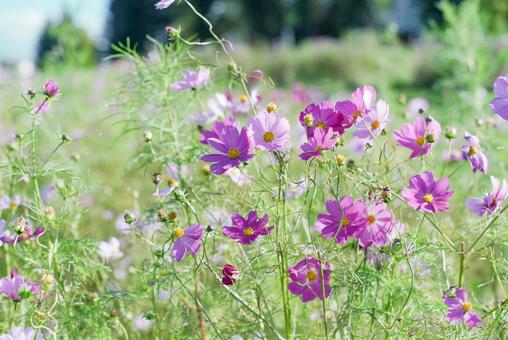 ピンク系のコスモス畑 ピンク系のコスモス畑の写真