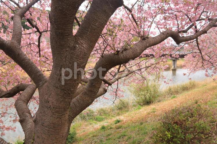 南伊豆町の桜が満開 桜,満開,南伊豆町の写真素材