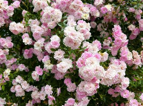 咲き誇るバラ バラ,花,一面の写真素材